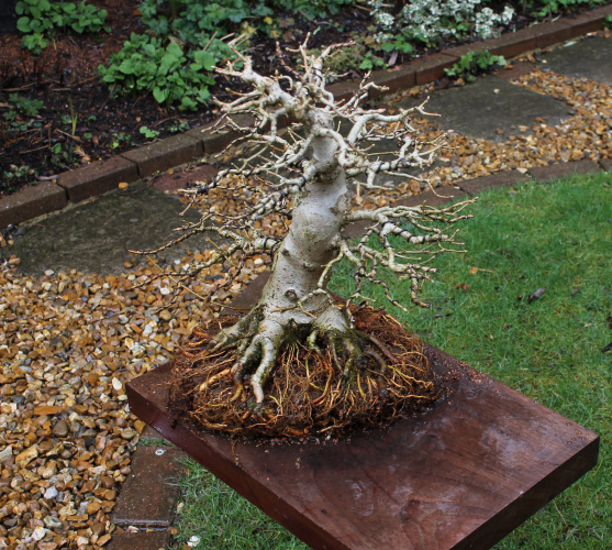 Roots Maple bonsai